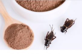 Utilizing NGS for Species Authentication in Insect-based Food and Feed